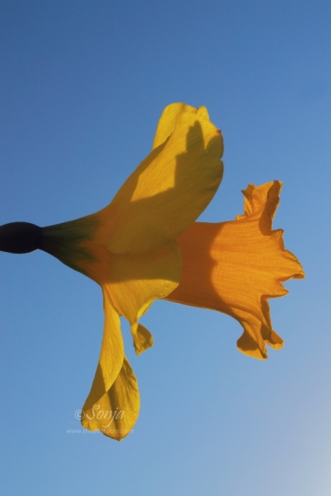 Daffodil 1779Edit 2014.04.08Blog
