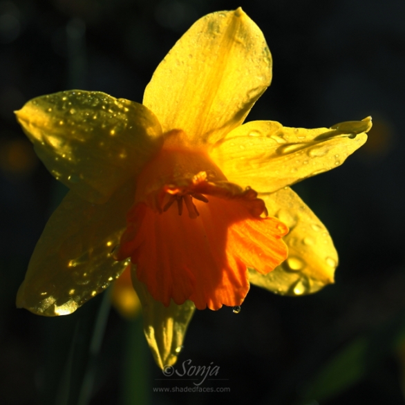 Daffodil 3792CropEdit 2013.04.04Blog