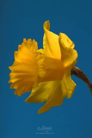 Daffodil 5579Edit 2012.04.07Blog