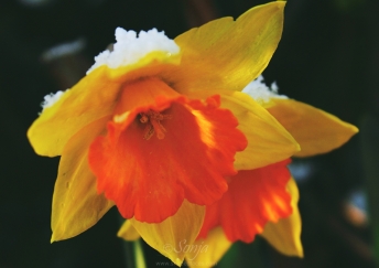 Daffodils 3232CropEdit 2013.03.19Blog