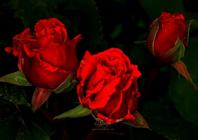 Roses 8115CropEdit 2013.07.04Blog