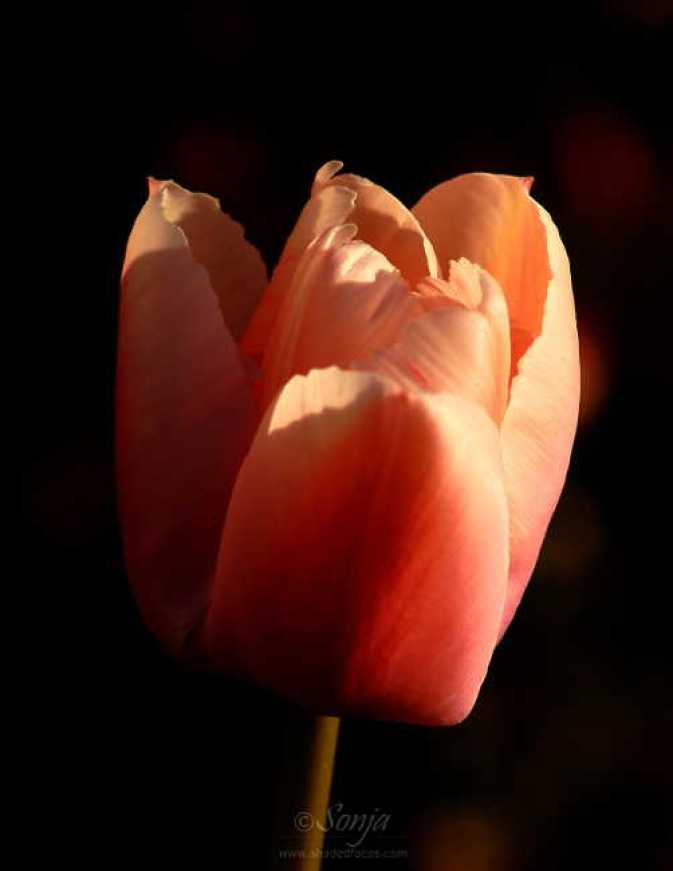 Tulip 4859CropEdit 2012.03.27Blog