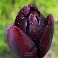 Tulip 6004CropEdit 2013.05.24Blog